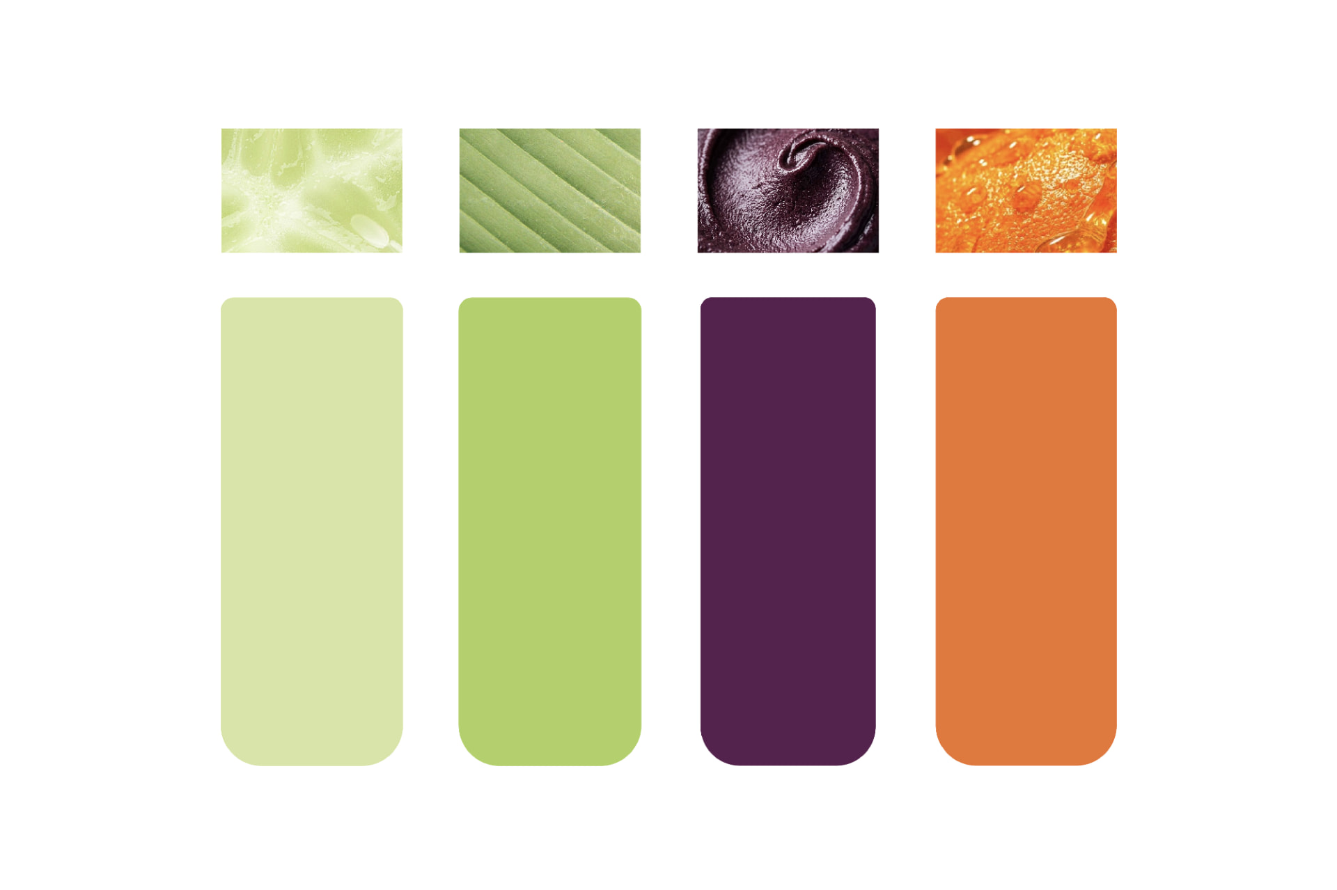 Paleta de color de AMAZONÍA